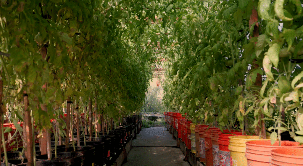 Two rows of many large buckets with tall tomato plants growing out of them toward the ceiling