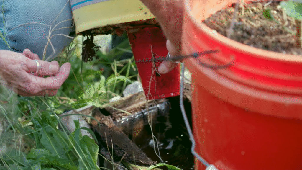 A person holds a red solo cup attached to the bottom of a bucket with tomato roots hanging from it down into a trough of water