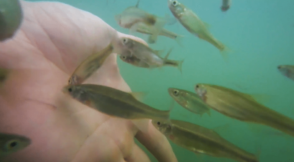 A human hand underwater with several small minnows