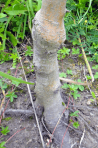 A close up of a small, bumpy tree trunk