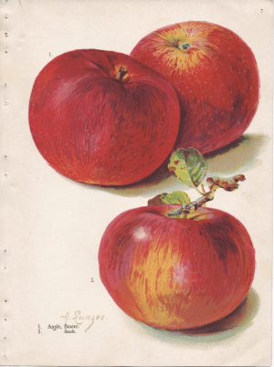 A drawing of three red apples