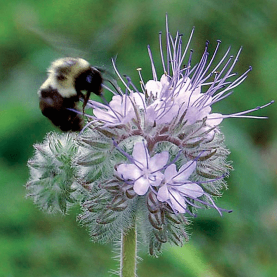 A bee hovers over a purple 'Bee's Friend' flower with a green stem.
