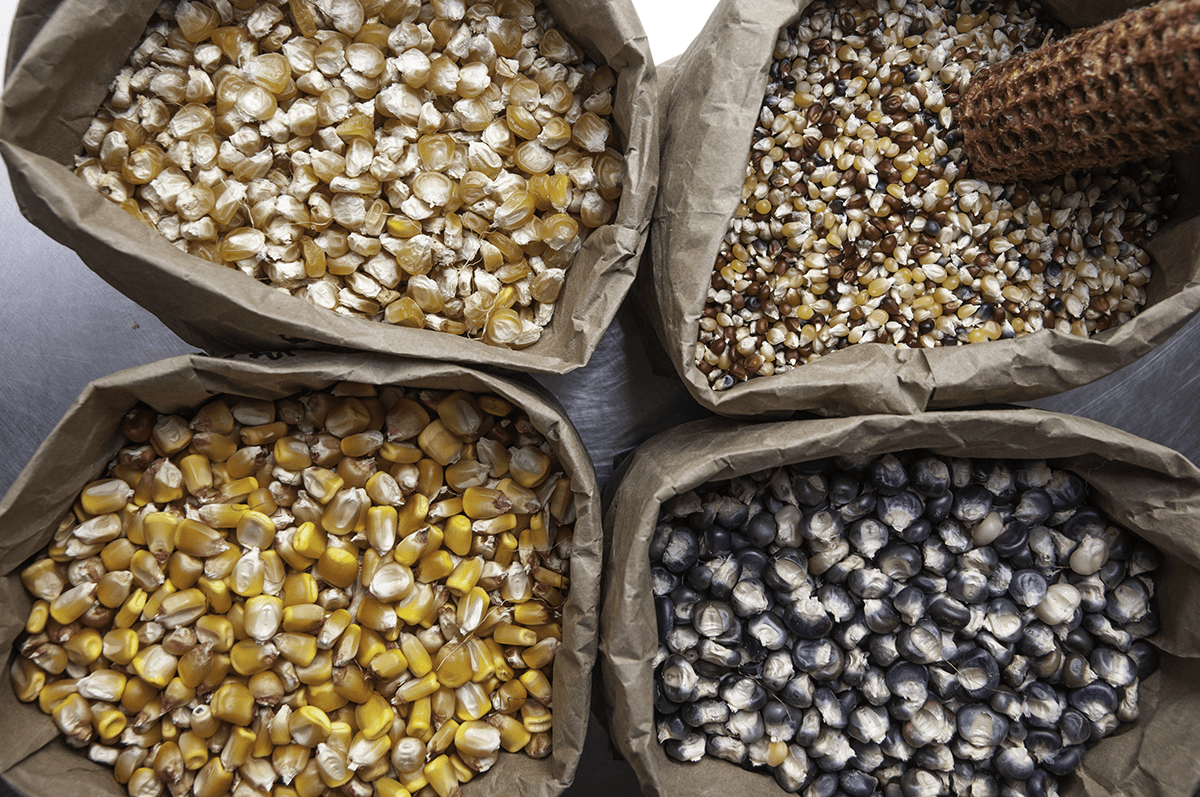 Four paper bags full of four different varieties of corn.