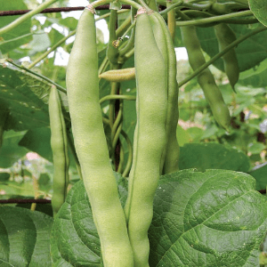 Two long green bean pods hanging from the vine, surrounded by green foliage with more bean pods hanging behind them