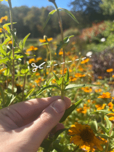 A hand holds the stem of a zinnia plant just below a set of leaves with two emerging blooms