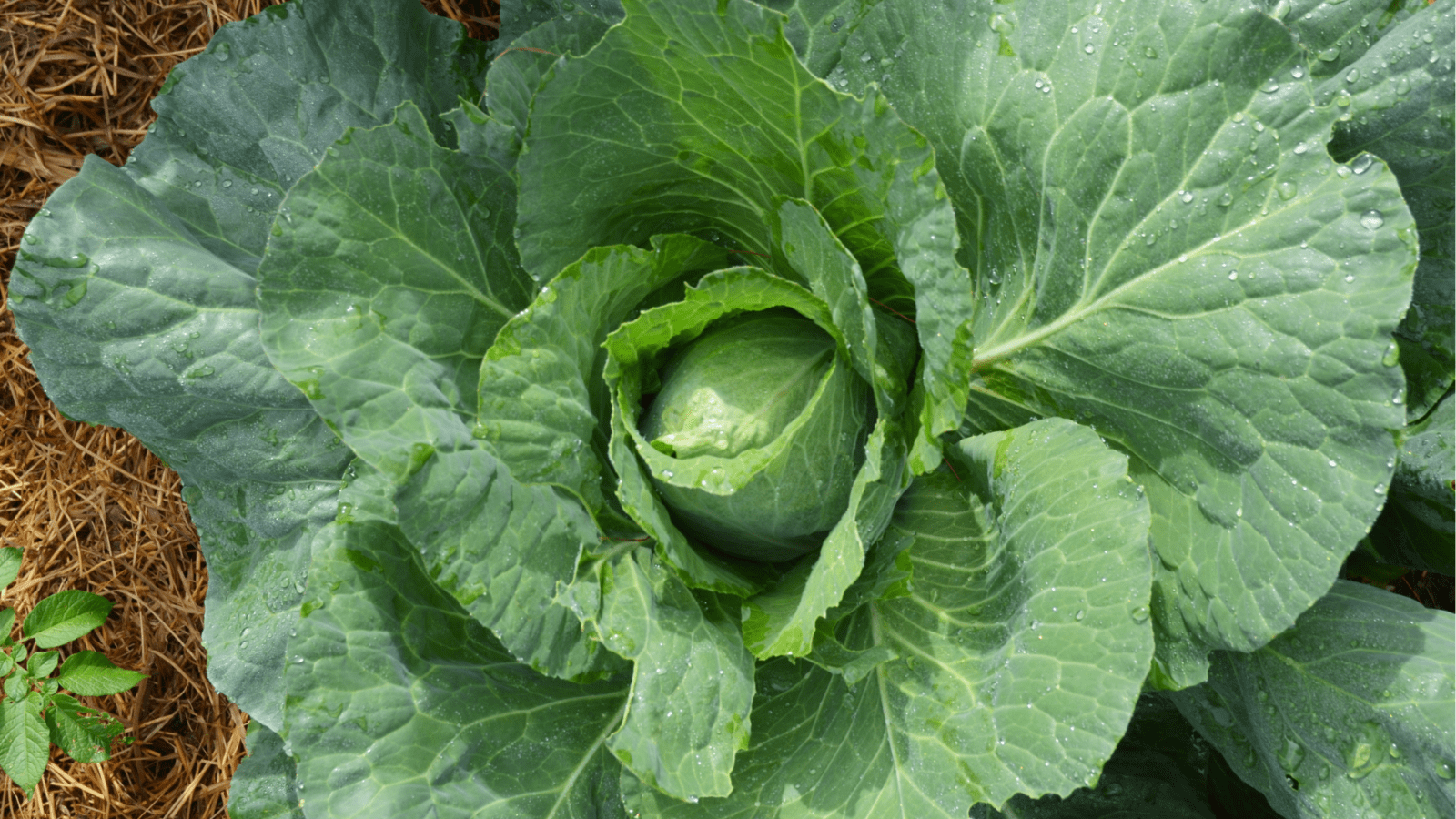 A large green leafy cabbage head.