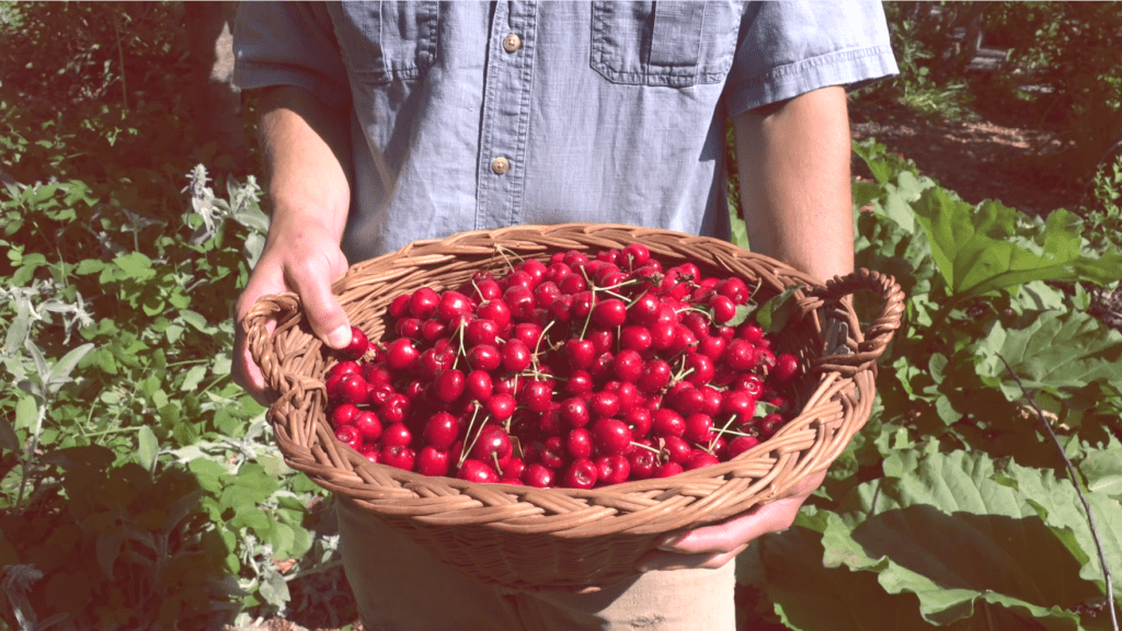 A person holds a basket filled with red cherries.