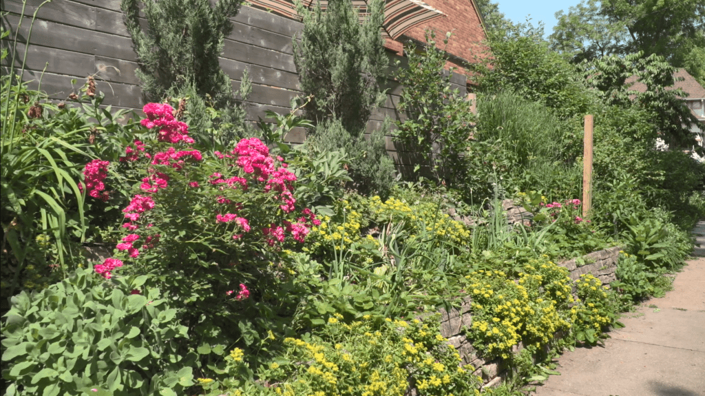 Many kinds of plants, trees, and flowers grow alongside a wooden fence next to a sidewalk