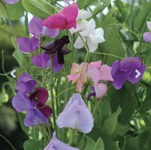 pink, white, and purple sweet pea blossoms 