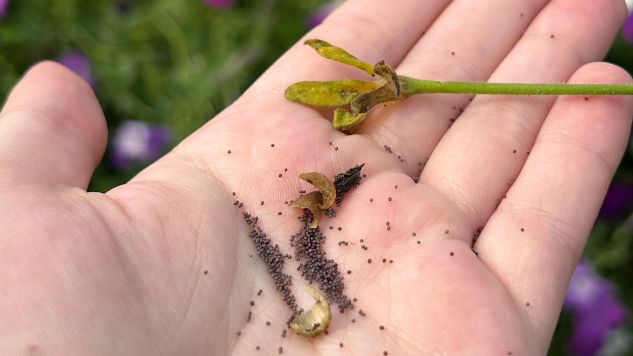 A hand holds tiny petunia seeds as well as a seed pod