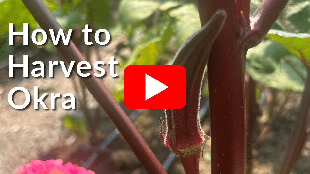 A deep red okra pod on the red stem of an okra plant