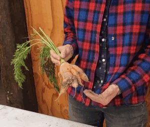 A person holds up a carrot with lots of forking