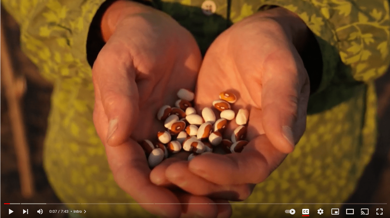 Hands holding kernels of corn.