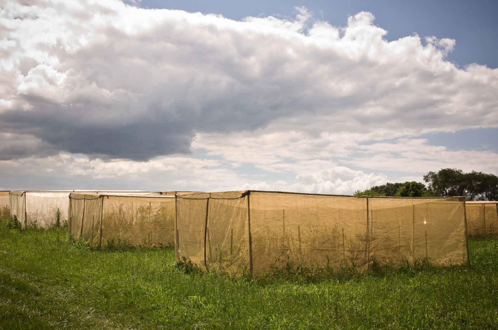 Several large mesh tents over plants in a field