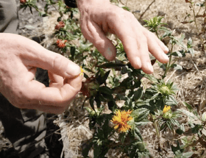 Two hands harvest threads from orange safflower plants growing outdoors.