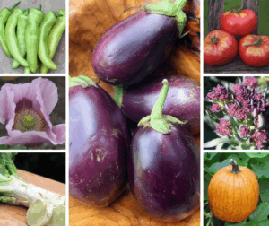 A collage of different vegetables including a green pepper, a purple poppy, celtuce, eggplants, tomatoes, purple broccoli, and a pumpkin