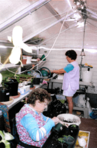 Two women do gardening work in a small greenhouse, with several potted tomato plants and a workbench of gardening supplies.