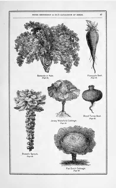 A scan of an old seed catalog with black and white line drawings of different crop types, including kale, two types of beets, two types of cabbage, and Brussel's sprouts.