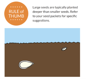 A graphic depicting a large seed and a small seed at different depths in the ground
