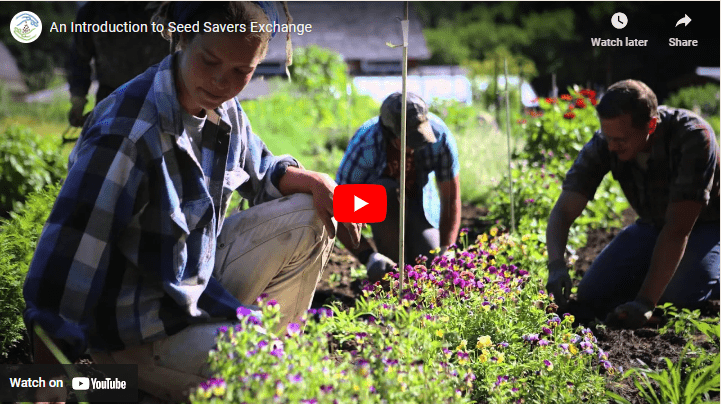 People working together in a garden