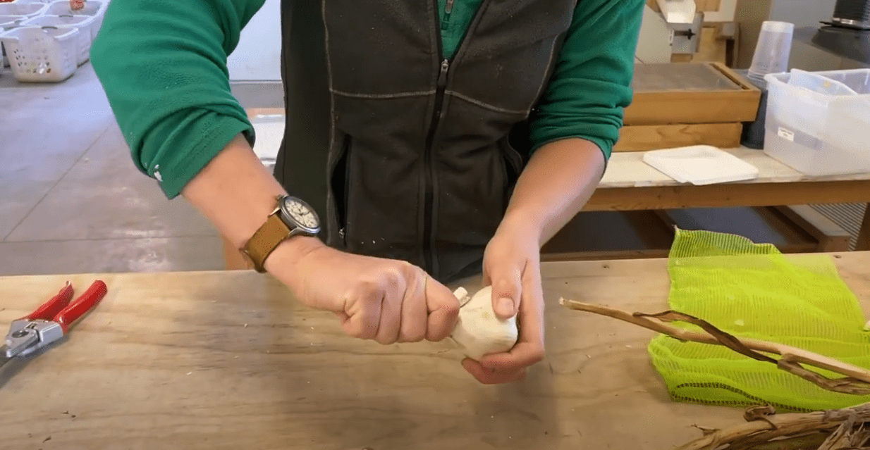 A video of a person demonstrating how to prep garlic bulbs to replant and how to plant garlic.