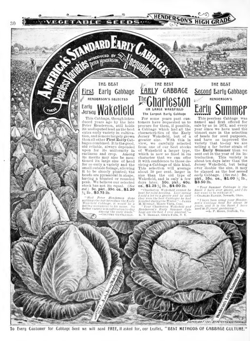 A page of an old seed catalog with black and white drawings of rows of cabbage growing in a field, with the words "America's Standard Early Cabbages. These Peerless Varieties introduced by Peter Henderson are still Unequaled." Next to longer descriptions of three cabbage varieties: 'Early Jersey Wakefield', 'The Charleston', and 'Early Summer'.
