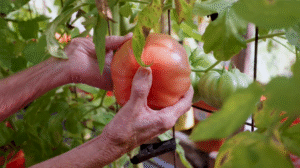 A person harvests a large tomato from a trellised tomato plant