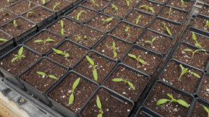 A full tray of 3" pots, each with one tomato plant.