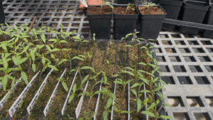 A 20-row tray of tomato seedlings in a greenhouse, with a bare patch of soil in the middle