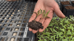 A hand holds out a small block of three tomato seedlings joined together