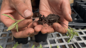 Two hands teasing apart one small tomato seedlings from two others