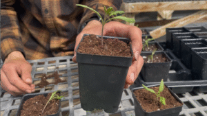 A three inch pot with a tomato seedling. The tomato seedling has much of its stem above the soil line.