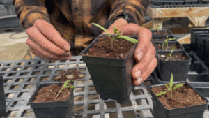 A three-inch pot with a small tomato seedling. The seedling's stem is buried to just beneath its first set of leaves.
