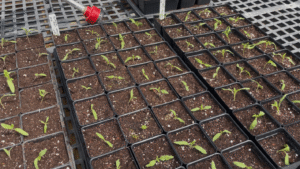 Several large trays holing many 3" plastic pots, each with a tomato seedling