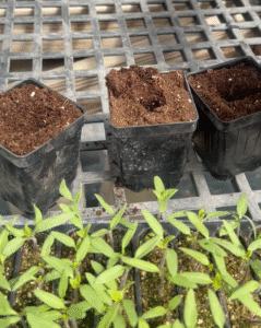 Three 3-inch pots filled with soil behind a tray containing many small tomato seedlings