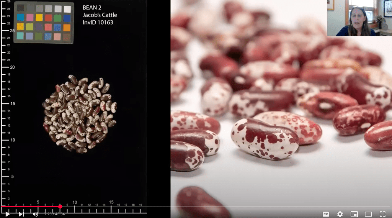 A seed scan of 'Jacob's Cattle' beans next to a close up photo of 'Jacob's Cattle' beans