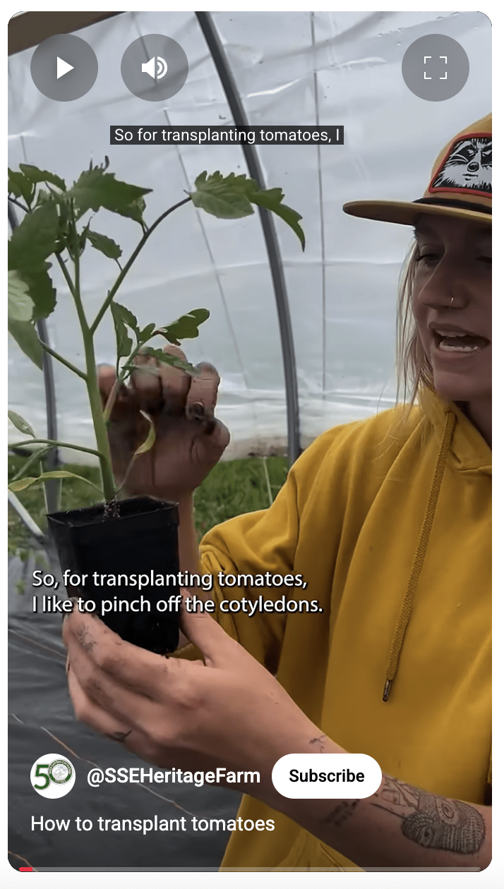 A woman holds up a tomato transplant in a grow tunnel
