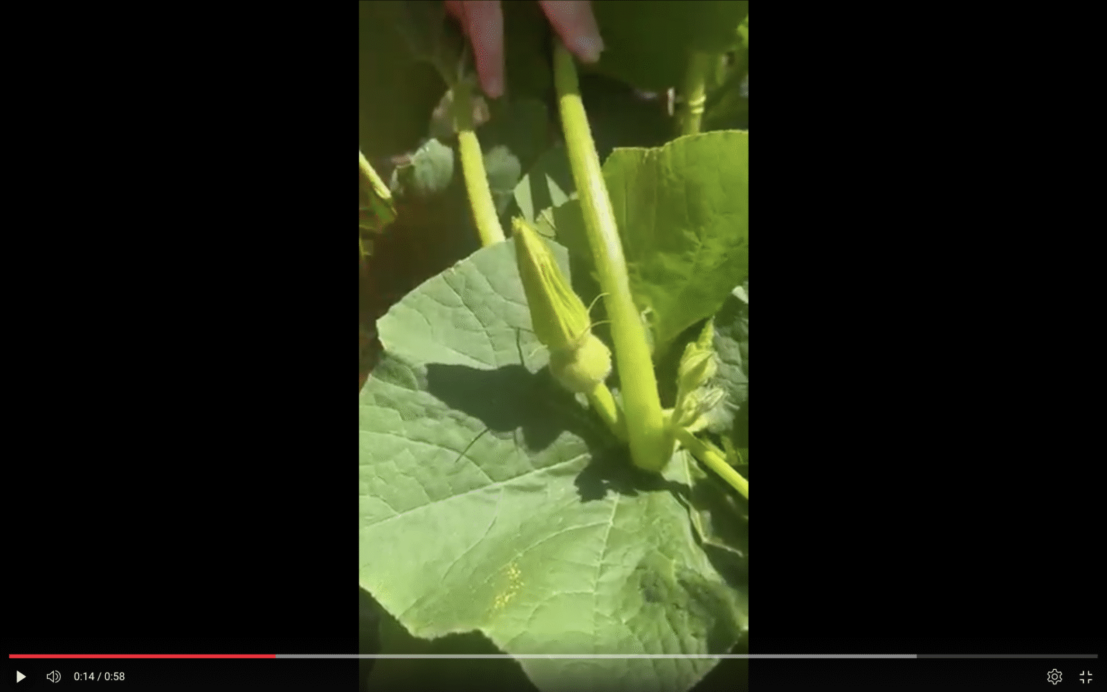 A squash plant growing a small female flower