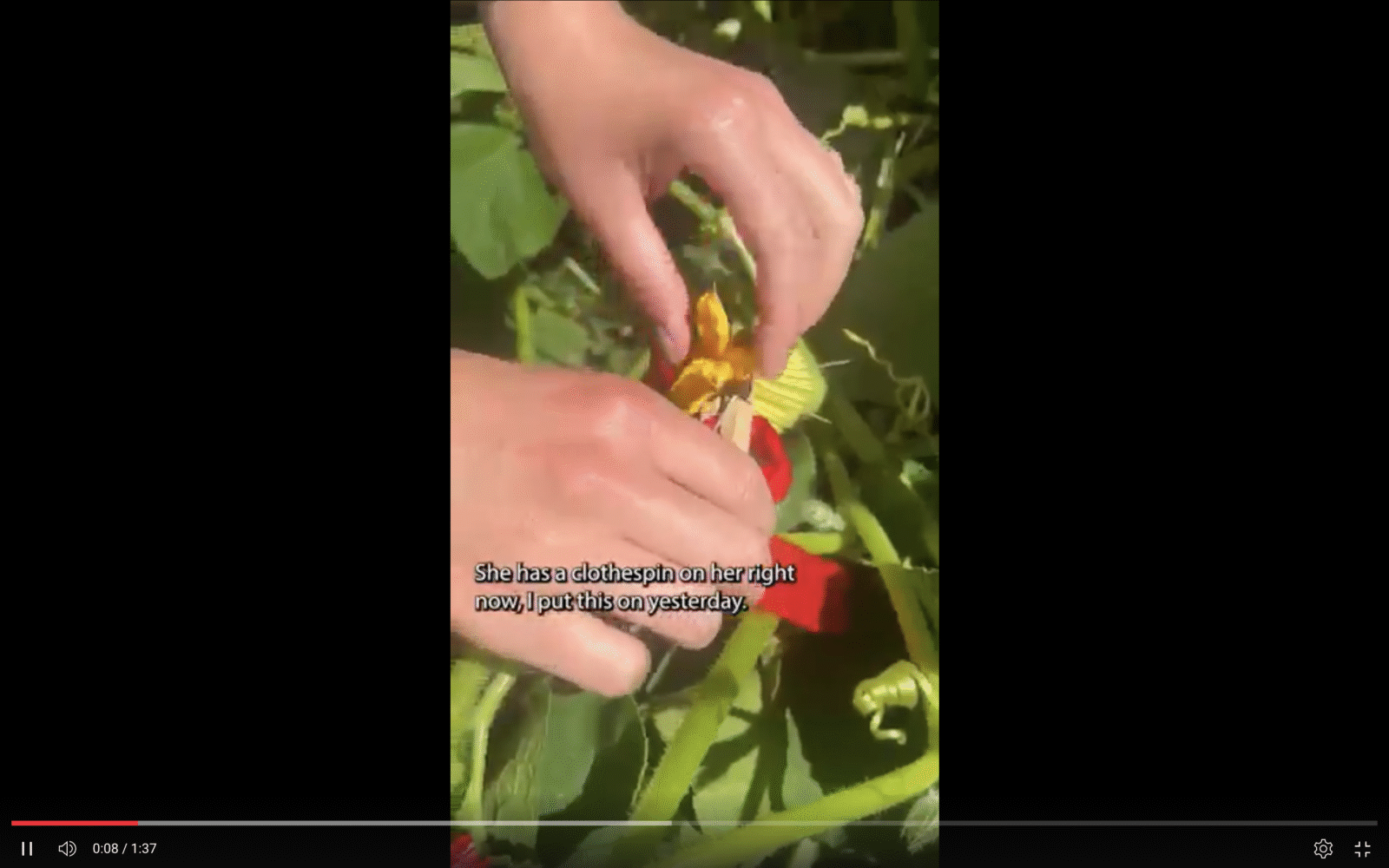 A person removes a clothespin from a female squash flower with a red ribbon