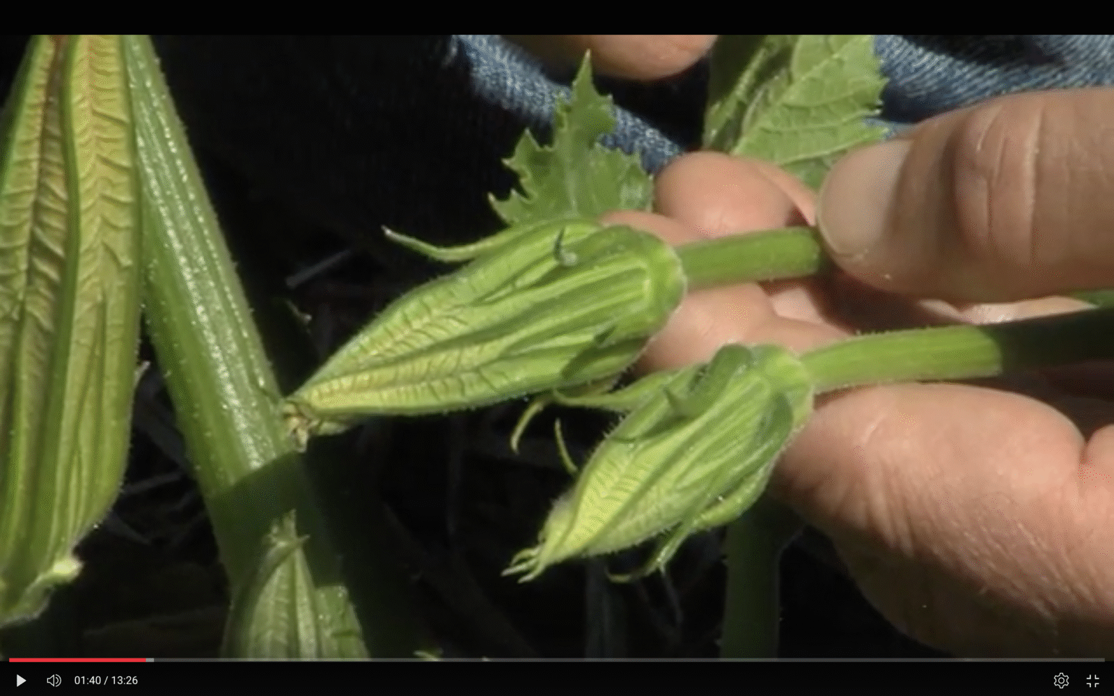 A hand displays several unopened squash flowers