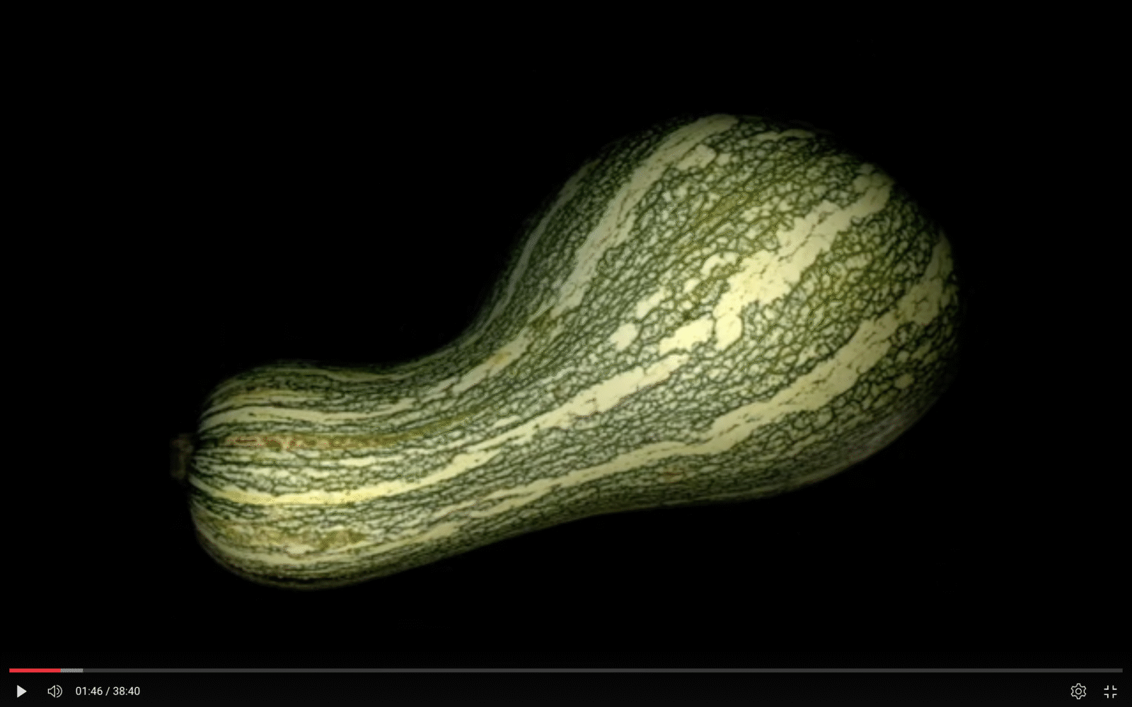 A green striped oblong squash on a black background