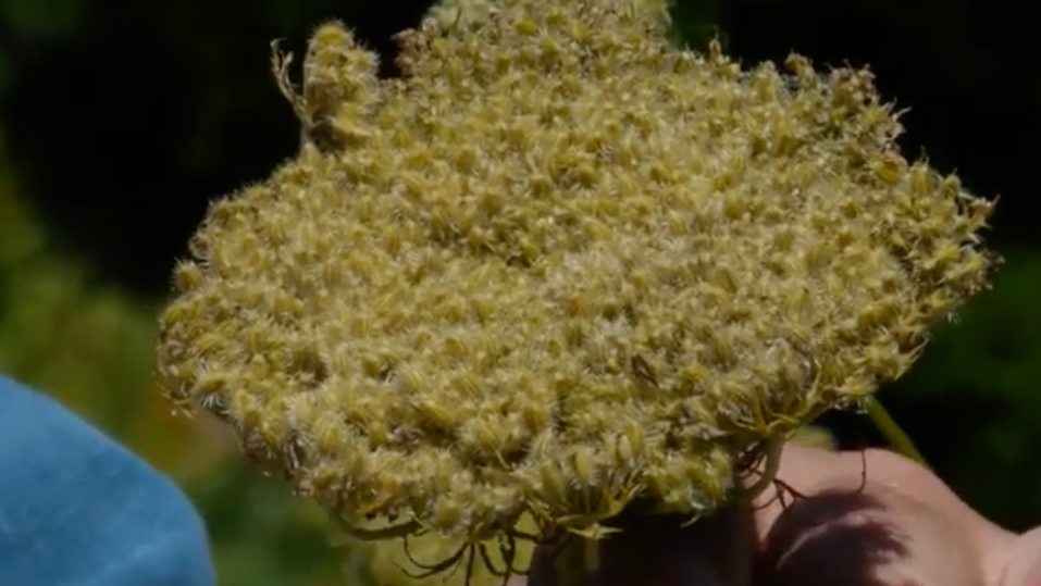 A dried carrot umbel