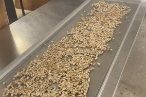 squash seeds drying on a large screen