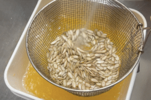 Squash seeds in a wire strainer being rinsed to dislodge the pulp
