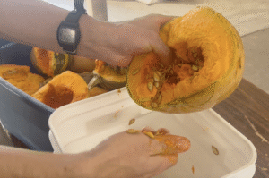 A person scoops the seeds out of a halved squash into a white bucket