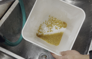Viable tomato seeds in the bottom of a white bucket