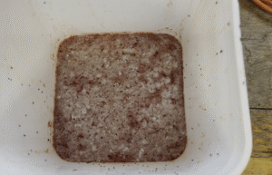 A white bucket of tomato pulp and seeds with a layer of white mold coating the surface
