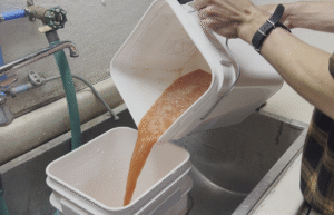 A man pouring a mixture of tomato pulp and seeds into a bucket