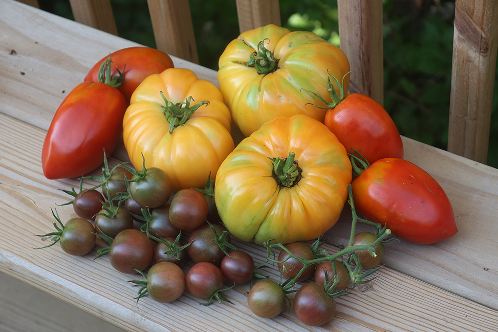 Heirloom beefsteak, paste, and cherry tomatoes piled together on a wooden deck.