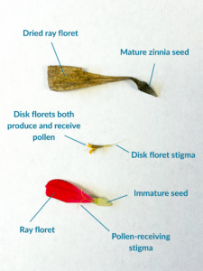 A diagram showing the anatomical parts of a zinnia